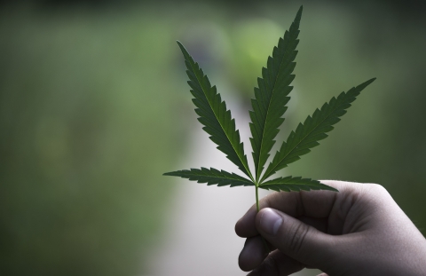 hennep voor bio based bouwen