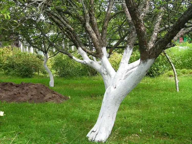 Boomstammen beschilderen met witte kalk is een oude methode om bomen te beschermen.